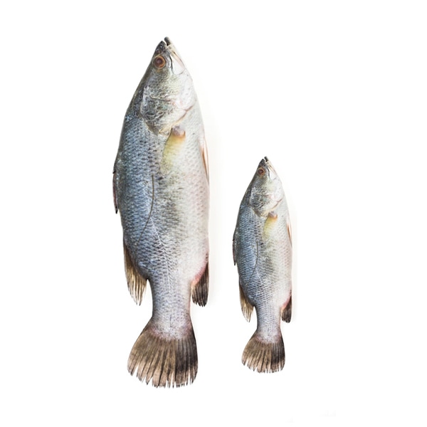 FISH-1