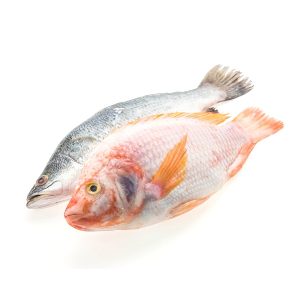 FISH-2